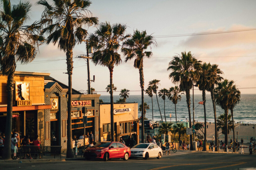 vehicles parked under large palm trees